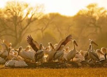 Bharatpur Bird Santuary (1).jpg